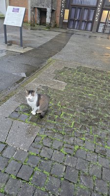 Houtong Cat Village by null