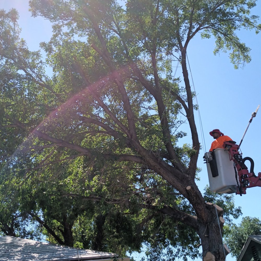 Ott Tree Services and Landscaping - tree service in Magna, UT