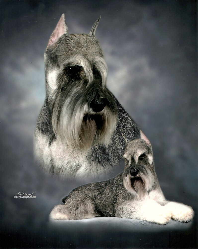 WAVERLY KENNELS Updated July 2024 51 Delta Pl, Lewisburg