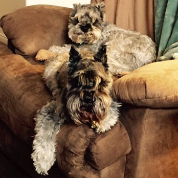 Paws Plus Pet Sitters - Bubba & Jack stayed with us while their humans went on a cruise. They were perfect gentlemen and are welcome back anytime! - Dog Walkers Near Me Paws Plus Pet Sitters - Bubba & Jack stayed with us while their humans went on a cruise. They were perfect gentlemen and are welcome back anytime! - Dog Walkers Near Me