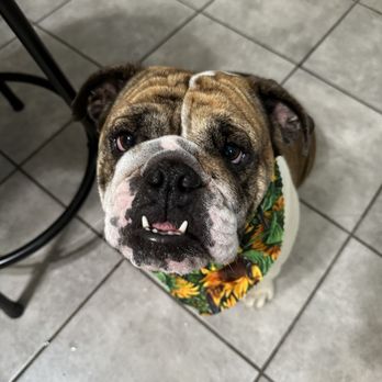 All Paws In Pet Salon - Pet Groomers Near Me - Rialto, California All Paws In Pet Salon - Pet Groomers Near Me - Rialto, California