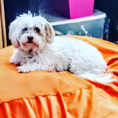 all breed mobile pet grooming