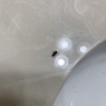 Quality Inn At Collins Road - Cedar Rapids - Roaches in hotel room - Hotels Near Me - Cedar Rapids, Iowa