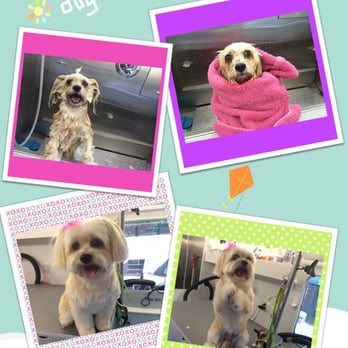 Groomingtails's Spa - Chanel my Maltese Mix - Pet Groomers Near Me Groomingtails's Spa - Chanel my Maltese Mix - Pet Groomers Near Me