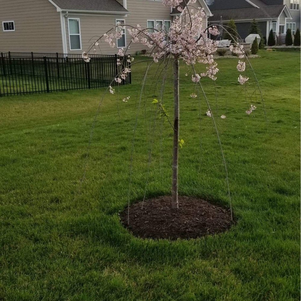 Property Masters - Hired Property Masters to clean up our beds in Spring and place new mulch. - Snow Removal Near Me - Indianapolis, Indiana Property Masters - Hired Property Masters to clean up our beds in Spring and place new mulch. - Snow Removal Near Me - Indianapolis, Indiana