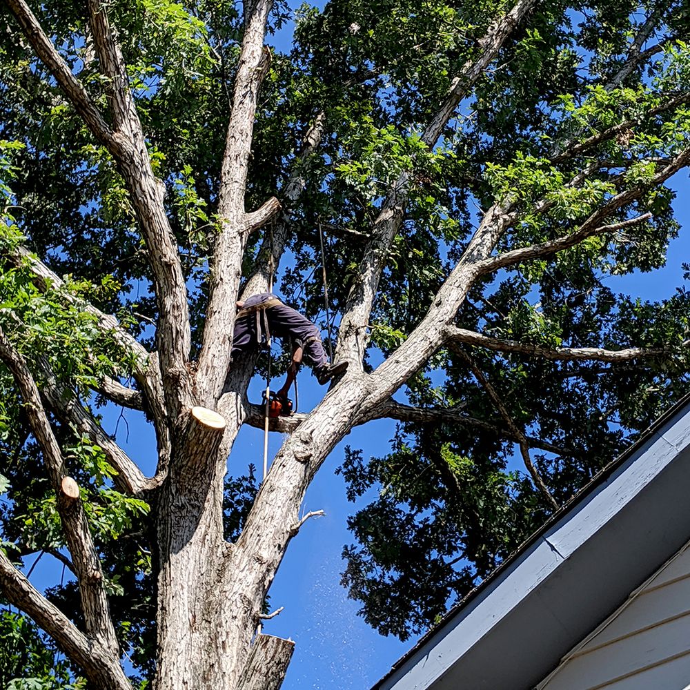 MOX TREE SERVICE 38 Photos Charlotte, North Carolina Tree