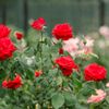 Gamble Garden gift card