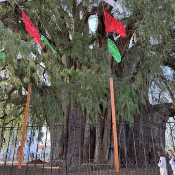 Árbol del Tule - Landmarks & Historical Buildings Near Me - Santa María El Tule, OAX