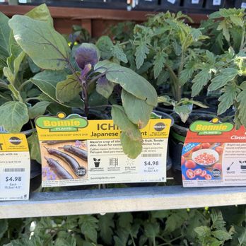 Dayton Valley Turf - Nurseries & Gardening Near Me - Reno, Nevada Dayton Valley Turf - Nurseries & Gardening Near Me - Reno, Nevada
