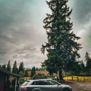 Three Tree Farms - Christmas Trees Near Me - Maple Valley, Washington Three Tree Farms - Christmas Trees Near Me - Maple Valley, Washington