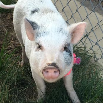 SoCalMiniPigs - Pet Breeders Near Me - Valley Center, California