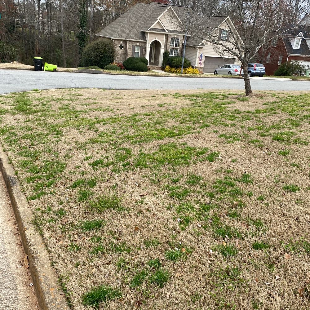 King Green - Treated for 3 years King Green, full of poana, henbit, and bittercress - Tree Services Near Me - Gainesville, Georgia