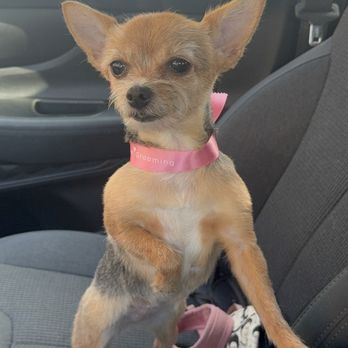 Dream Pet Grooming  - Penelope - Pet Groomers Near Me - Irvine, California