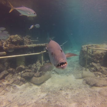 Coral World Ocean Park - Bonecrusher a local snapper that likes to visit Coral World and the Sea Trekkers. - Aquariums Near Me - St Thomas, Virgin Islands Coral World Ocean Park - Bonecrusher a local snapper that likes to visit Coral World and the Sea Trekkers. - Aquariums Near Me - St Thomas, Virgin Islands