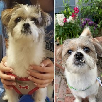 The Spaw - Cooper's before and after shots. - Pet Groomers Near Me - Tustin, California The Spaw - Cooper's before and after shots. - Pet Groomers Near Me - Tustin, California