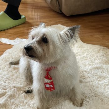 Barkin Groomers - Doggie - Pet Groomers Near Me - Los Angeles, California