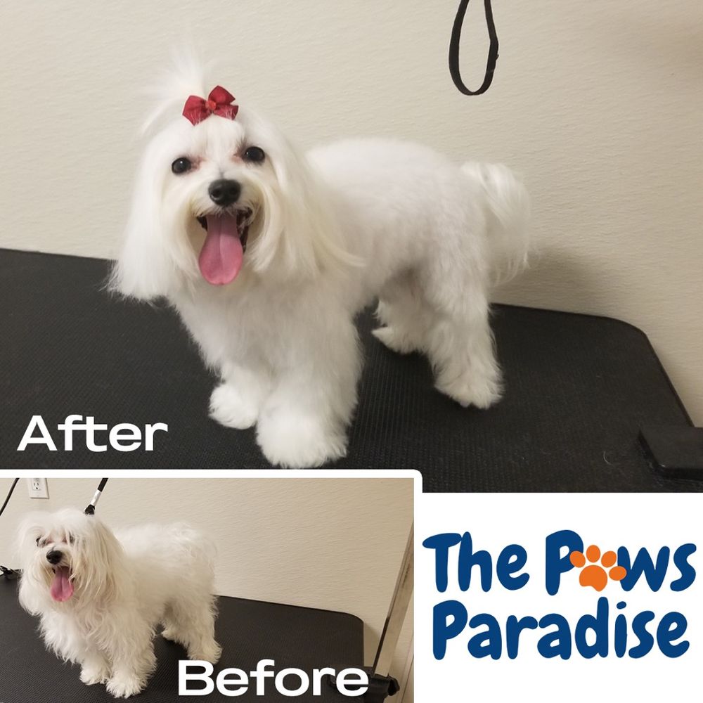 THE PAWS PARADISE 43 Photos & 16 Reviews 2755 Vossdale Rd, Houston, TX Yelp