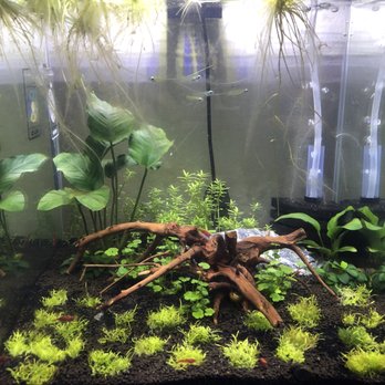 Reef Tropical Fish - 6 gallon tank with 6 species of plants, 12 cherry shrimps, 5 lampeye killis, and 3 horned snails. This tank is about 2mo old & thriving. - Local Fish Stores Near Me - Anaheim, California Reef Tropical Fish - 6 gallon tank with 6 species of plants, 12 cherry shrimps, 5 lampeye killis, and 3 horned snails. This tank is about 2mo old & thriving. - Local Fish Stores Near Me - Anaheim, California