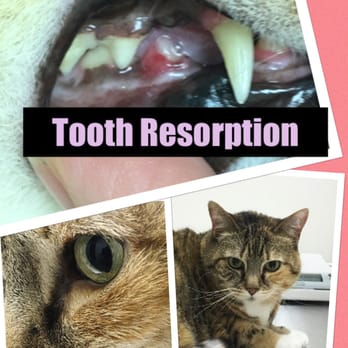 Alley Cats Mobile Veterinary Services - This is a very painful condition in cats. This is my cat Macy. She had this tooth extracted and is loving life now!!! - Veterinarians Near Me Alley Cats Mobile Veterinary Services - This is a very painful condition in cats. This is my cat Macy. She had this tooth extracted and is loving life now!!! - Veterinarians Near Me