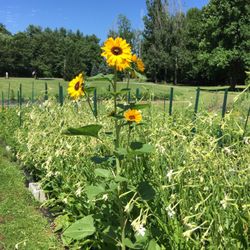 Lindell Flower Farm