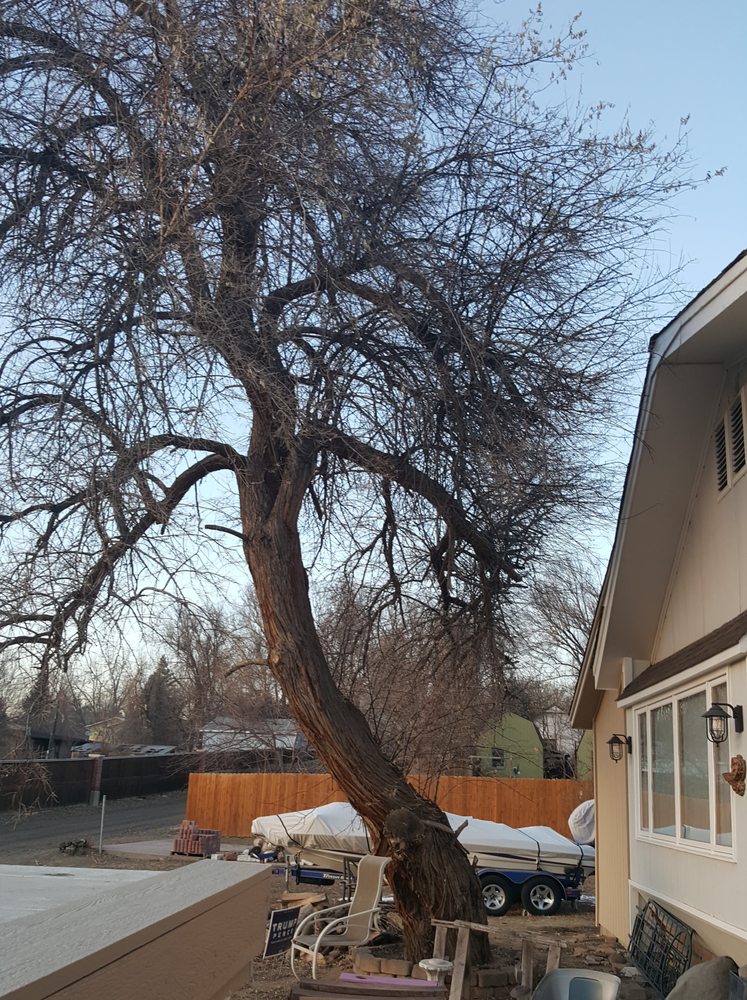 HELPING HAND TREE SERVICE Updated May 2024 12 Photos 72 E 2nd Ave