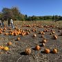 Pine Tree Apple Orchard