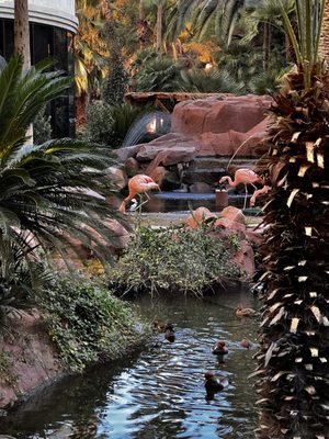 Flamingo Las Vegas by null