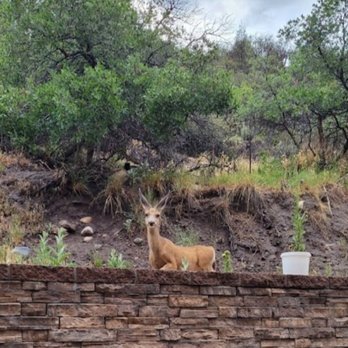 Fairfield by Marriott Inn & Suites Durango - Rise and shine with Chef Ralph and you might just see the wildlife out on the patio - Hotels Near Me - Durango, Colorado
