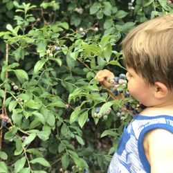 Chmielewski's Blueberry Farm