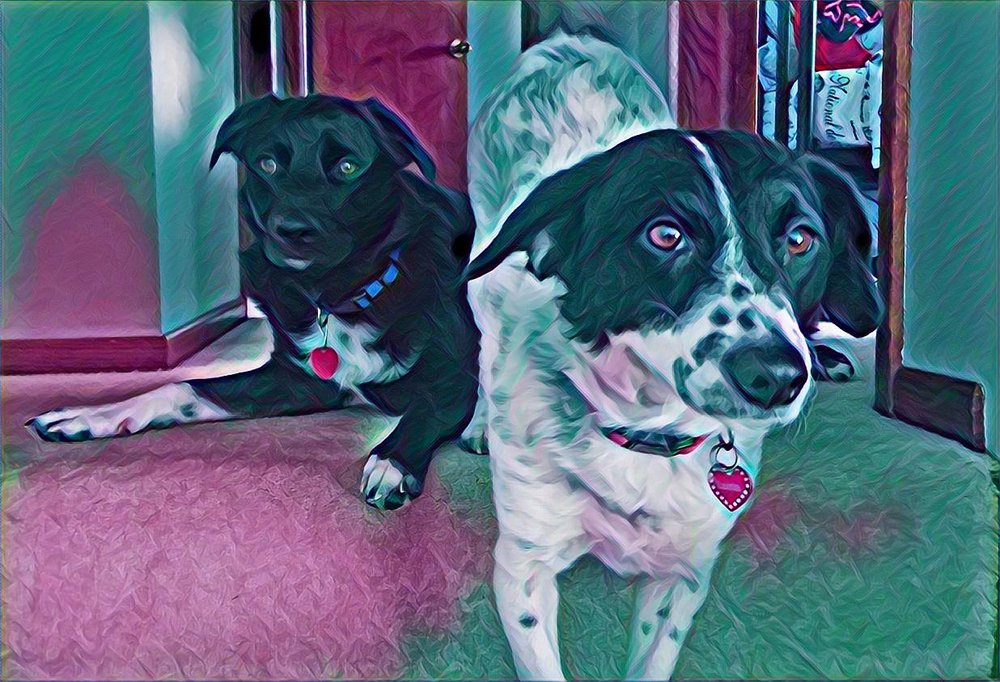 MONTCLAIR PET GIRL Updated October 2024 29 Photos & 19 Reviews