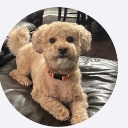 Lozito Medical Associates - Ginger loves everyone in the office she is my service dog.