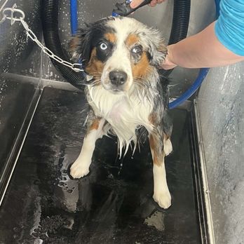 DIY Dog Wash - dog - Pet Groomers Near Me - Gainesville, Texas DIY Dog Wash - dog - Pet Groomers Near Me - Gainesville, Texas