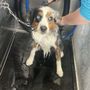 Photo of DIY Dog Wash