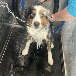 DIY Dog Wash - dog