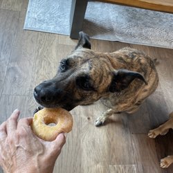 Shipley’s Donuts - Even Chloe's not all that eager to eat it, LOL.