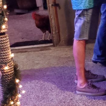 The Salt Water Hippie - Resident rooster? - Bars Near Me - Madeira Beach, Florida The Salt Water Hippie - Resident rooster? - Bars Near Me - Madeira Beach, Florida
