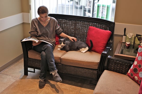 vca cat boarding cost