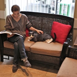VCA Canada Cats Only Animal Hospital - The Quiet Room