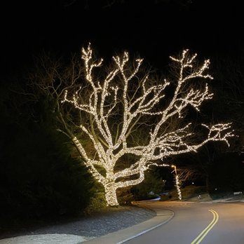 Elements 1010 - a street lined with christmas lights - Vegan Near Me - Williamsburg, Virginia Elements 1010 - a street lined with christmas lights - Vegan Near Me - Williamsburg, Virginia