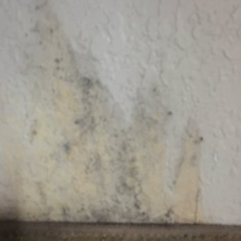 Best Western Wesley Chapel - Mold on the wall. - Hotels Near Me - Wesley Chapel, Florida