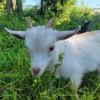 The Little Farm - Come meet our friendly baby Nigerian Dwarf Goats! - Farmers Market Near Me - Graham, Washington The Little Farm - Come meet our friendly baby Nigerian Dwarf Goats! - Farmers Market Near Me - Graham, Washington