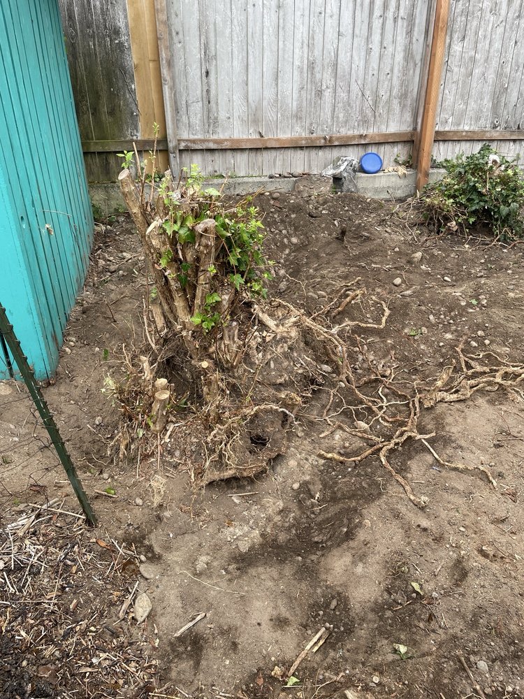 Jay's Stump Grinding - tree service in Bellevue, WA