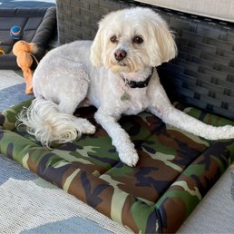 My Maltipoo after a grooming at Dirty Dawgs.