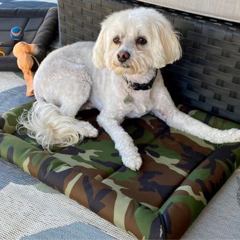 Dirty Dawgs Grooming - My Maltipoo after a grooming at Dirty Dawgs. - Pet Groomers Near Me - Concord, California