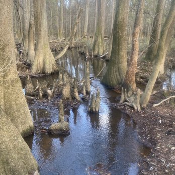 Congaree National Park - Parks Near Me - Hopkins, South Carolina