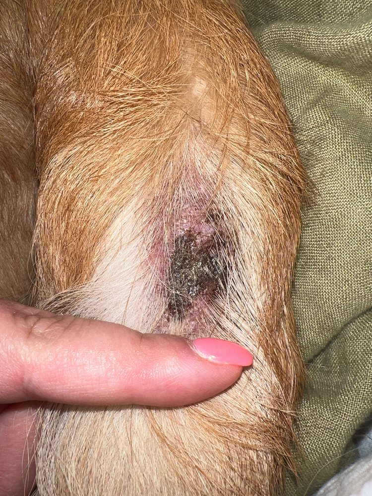 HILL COUNTRY PET RANCH Updated August 2024 19 Reviews 518 State