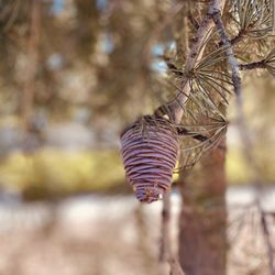 Los Amigos Park - Interesting pine cone