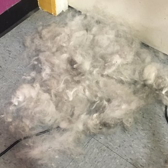 Messy Mutt - Goodbye undercoat - Pet Groomers Near Me Messy Mutt - Goodbye undercoat - Pet Groomers Near Me