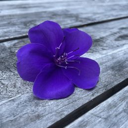 Flower I found on the floor there