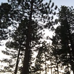 Town of Truckee - Pine trees at sunset-August,2017